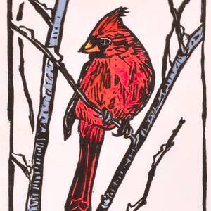 Cardinal.jpg